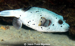 Balaclava Mauritius Puffer Fish 60mm macro 7D EOS Canon by Jean-Yves Bignoux 
